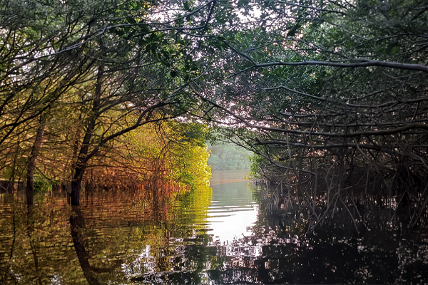 Celestun-Mangrove-Reserve Celestún mangrove forest and estuary waters in Yucatán, a natural habitat explored during Casa Bacab mangrove and birding experiences.