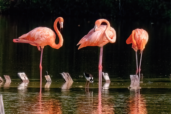 Flamingos-In-Celestun,-Yucatan American flamingos standing in the Celestún Estuary in Yucatán, a highlight of Casa Bacab’s Celestún flamingo tour and mangrove experience.